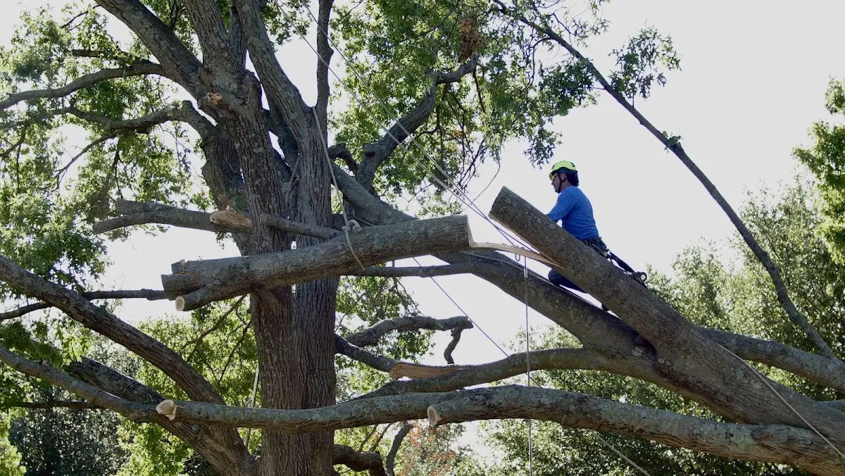 Professional Hazardous Tree Removal performed by certified arborists in Kenesaw