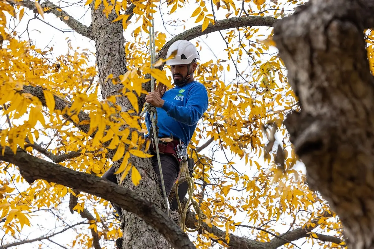 Skilled Tree Transplanting crew working in Kenesaw