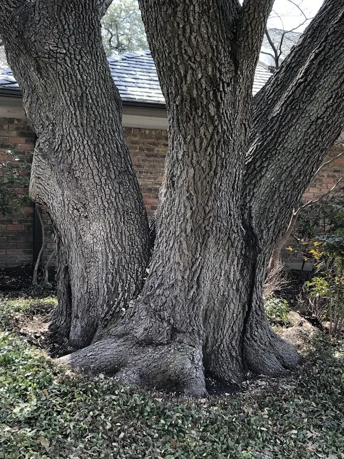 Mature heritage tree close to a Kenesaw property cared for by certified arborists